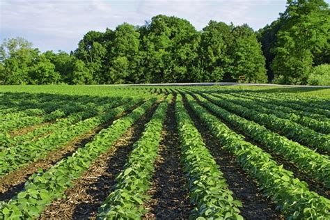  Mapping Biodiversity for Sustainable Agriculture: A Journey into Brazil's Agricultural Heart - Navigating the Tapestry of Life and Land