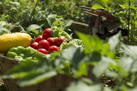  Easy Gardening: Growing Your Own Food the South African Way – A Masterclass in Cultivating Deliciousness Amidst Sun-Drenched Landscapes